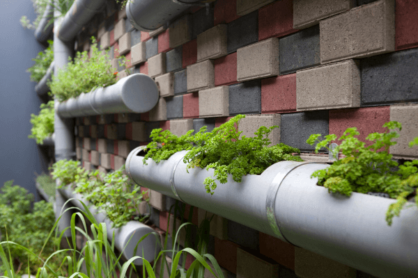 Top 10 Plantas Ideais para Hortas Verticais em Ambientes Urbanos