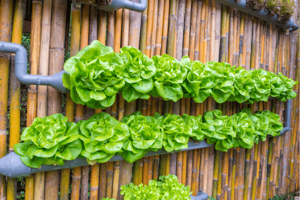 Cultivo vertical sustentável dicas para maximizar sua produção em espaços reduzidos