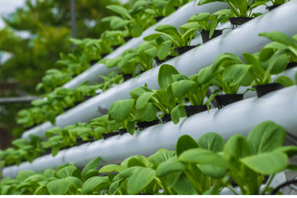 Hortas verticais hidropônicas: uma alternativa sustentável para cultivo urbano