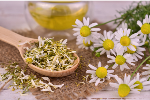 Plantas medicinais que purificam o ar e transformam sua casa em um refúgio saudável 