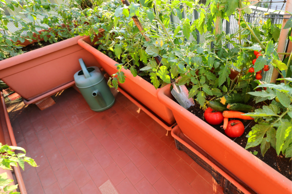 Guia para Iniciantes: Comece Sua Horta de Varanda Sustentável em Cinco Passos Simples